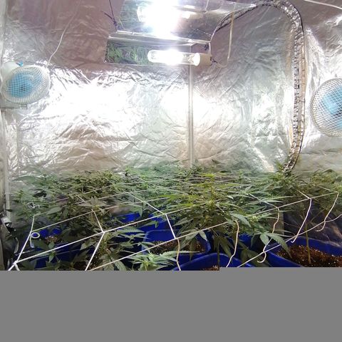 Blackdog OG growlog timeline photo