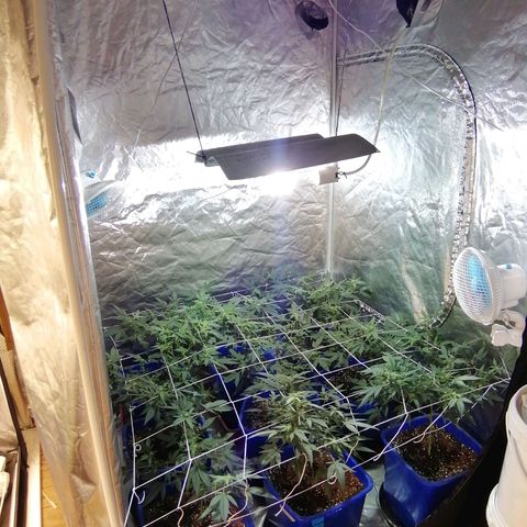 Blackdog OG growlog timeline photo