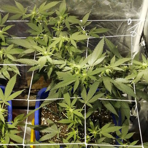 Blackdog OG growlog timeline photo