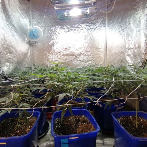 Blackdog OG growlog timeline photo