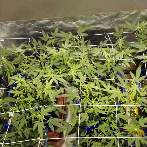 Blackdog OG growlog timeline photo