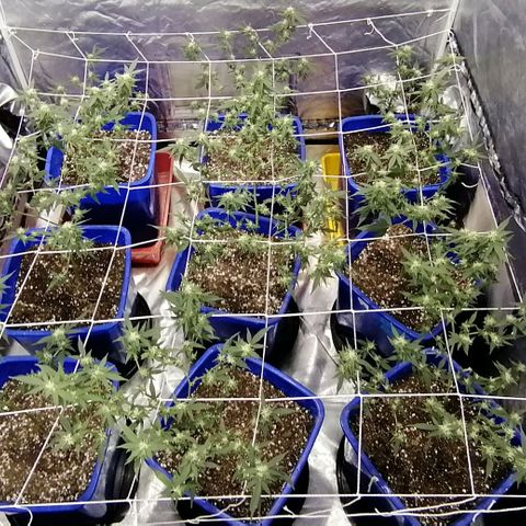 Blackdog OG growlog timeline photo