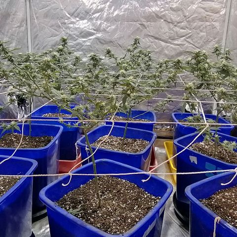 Blackdog OG growlog timeline photo