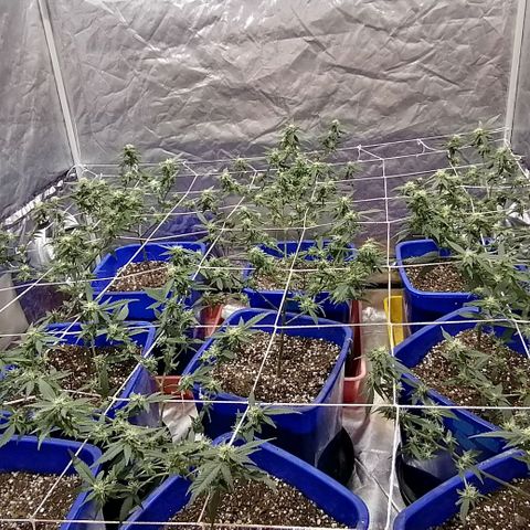 Blackdog OG growlog timeline photo