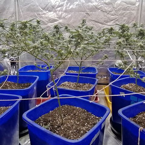 Blackdog OG growlog timeline photo