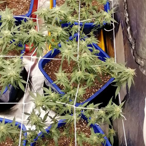 Blackdog OG growlog timeline photo