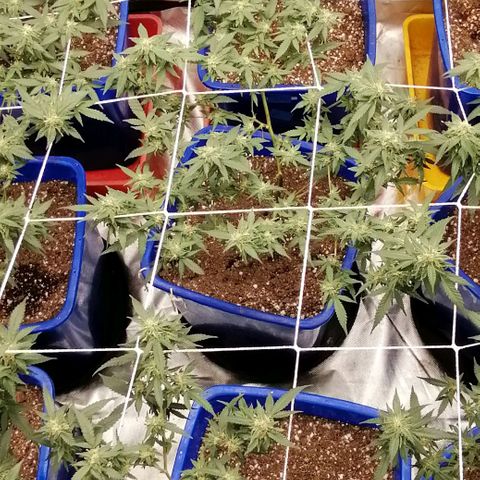 Blackdog OG growlog timeline photo