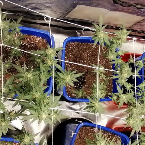 Blackdog OG growlog timeline photo
