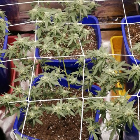 Blackdog OG growlog timeline photo