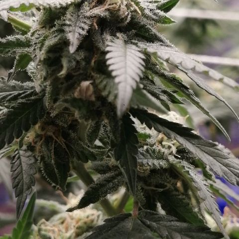Blackdog OG growlog timeline photo