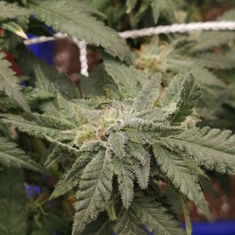 Blackdog OG growlog timeline photo
