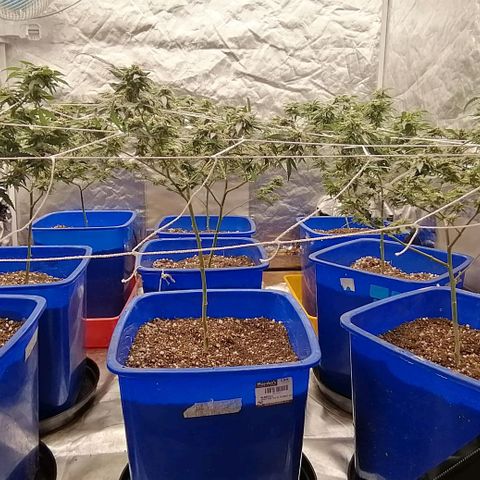 Blackdog OG growlog timeline photo