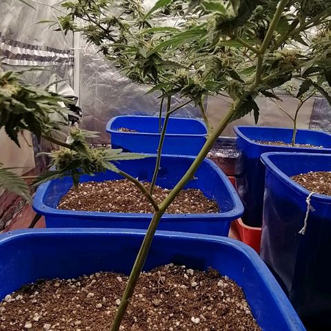 Blackdog OG growlog timeline photo