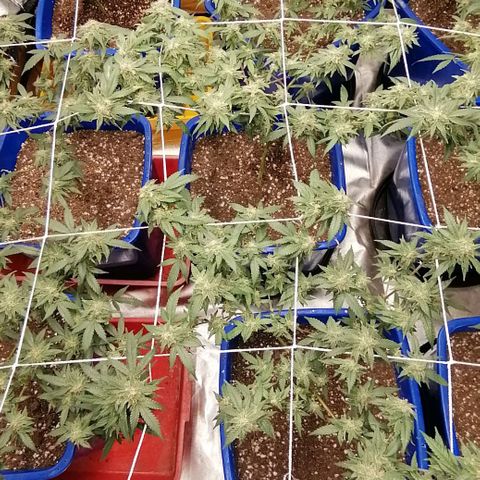 Blackdog OG growlog timeline photo