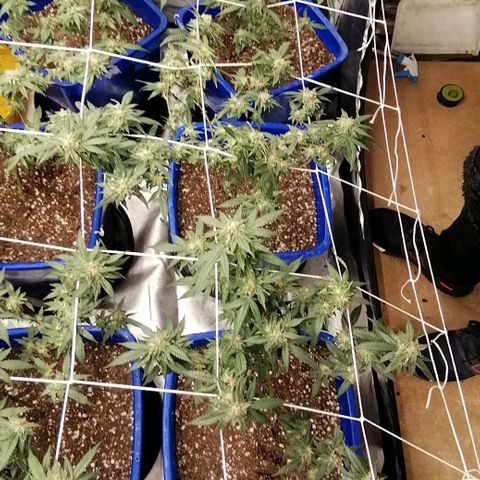 Blackdog OG growlog timeline photo
