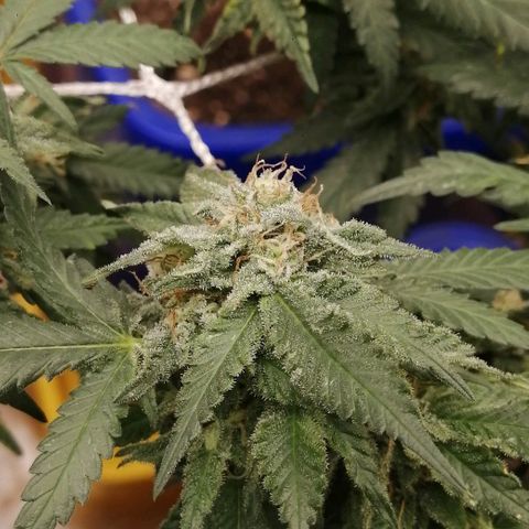 Blackdog OG growlog timeline photo