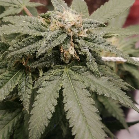 Blackdog OG growlog timeline photo