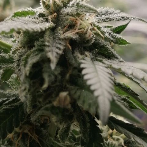 Blackdog OG growlog timeline photo