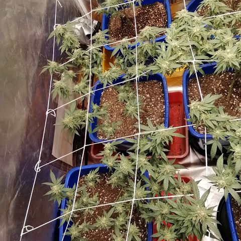Blackdog OG growlog timeline photo