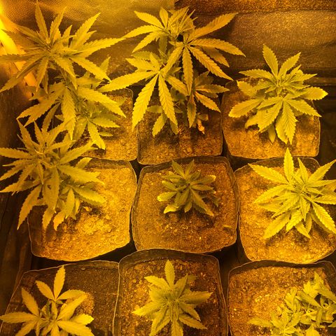 Critical Lemon CBD growlog timeline photo