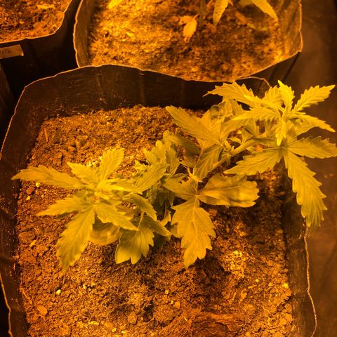 Critical Lemon CBD growlog photo: Genética com mutação, 3 top bud em desenvolvimento naturalmente. Planta #1