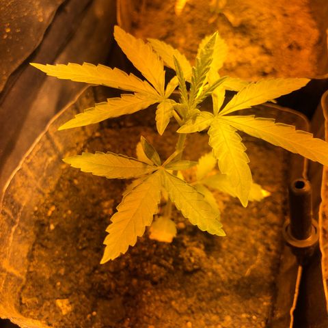 Critical Lemon CBD growlog photo: Planta #3