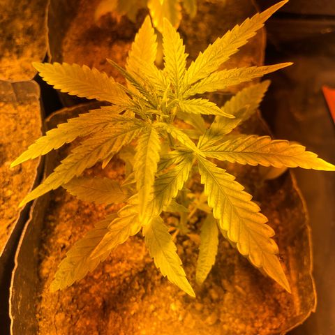 Critical Lemon CBD growlog photo: Planta #4