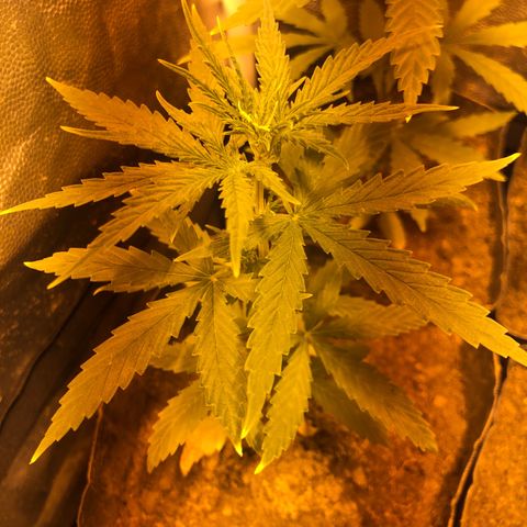 Critical Lemon CBD growlog photo: Planta #6