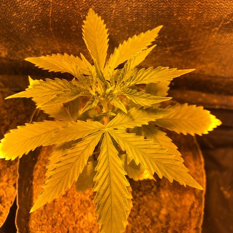 Critical Lemon CBD growlog photo: Planta #7
