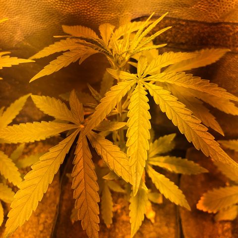 Critical Lemon CBD growlog photo: Planta #8