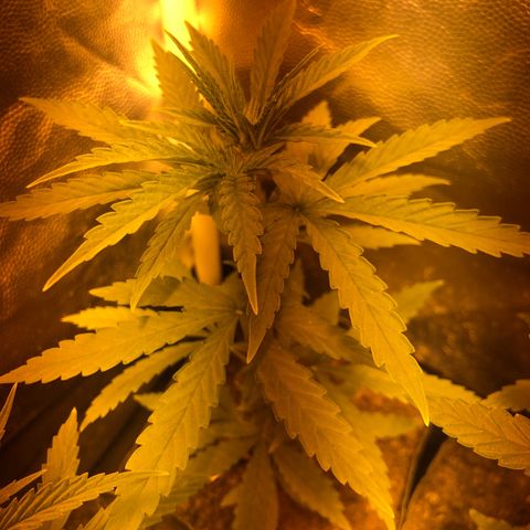 Critical Lemon CBD growlog photo: A mais desenvolvida. 
Planta #9
