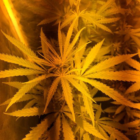 Critical Lemon CBD growlog timeline photo