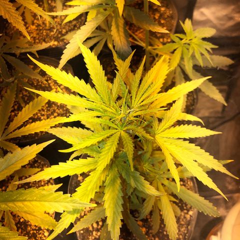 Critical Lemon CBD growlog timeline photo