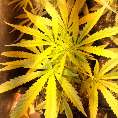 Critical Lemon CBD growlog timeline photo