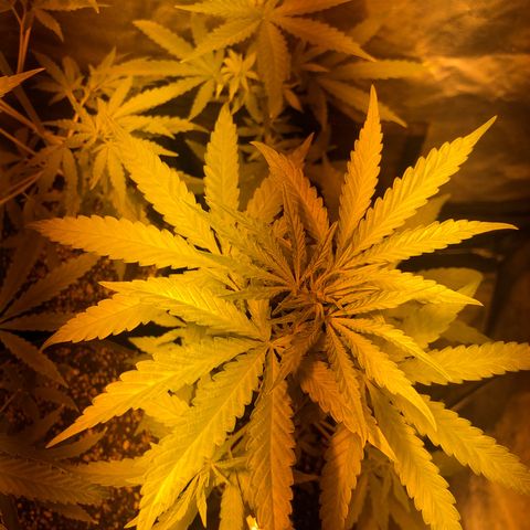 Critical Lemon CBD growlog timeline photo