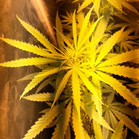 Critical Lemon CBD growlog timeline photo