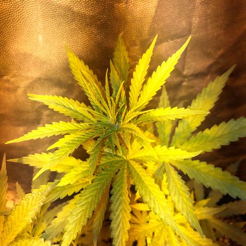 Critical Lemon CBD growlog timeline photo