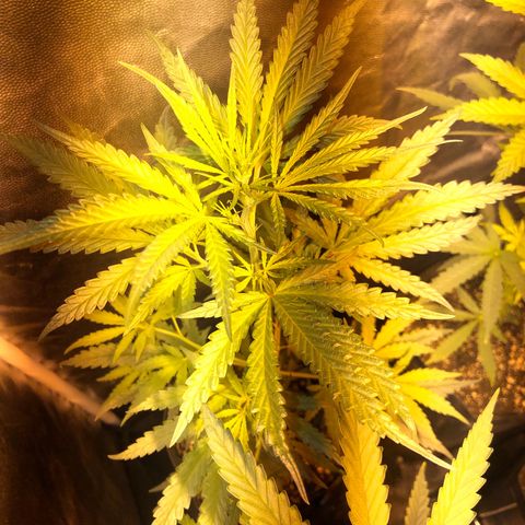 Critical Lemon CBD growlog timeline photo