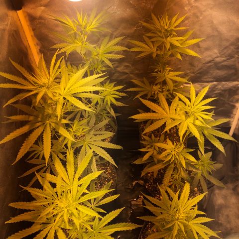 Critical Lemon CBD growlog timeline photo