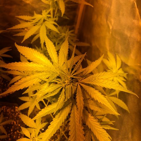 Critical Lemon CBD growlog timeline photo