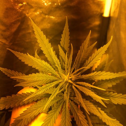 Critical Lemon CBD growlog timeline photo