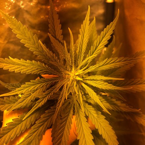Critical Lemon CBD growlog timeline photo