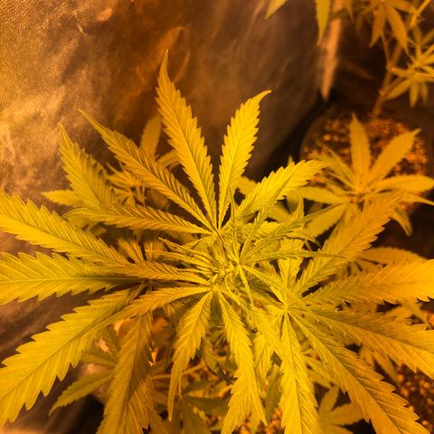 Critical Lemon CBD growlog timeline photo