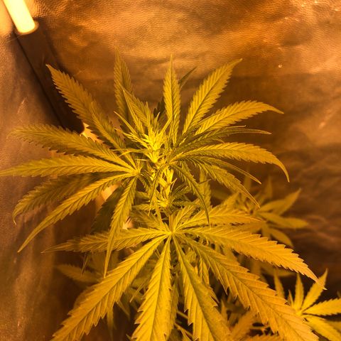 Critical Lemon CBD growlog timeline photo