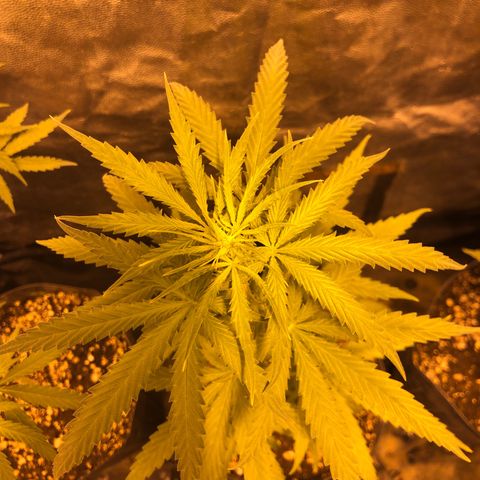 Critical Lemon CBD growlog timeline photo