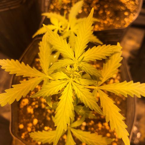 Critical Lemon CBD growlog timeline photo