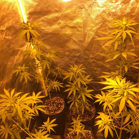Critical Lemon CBD growlog timeline photo
