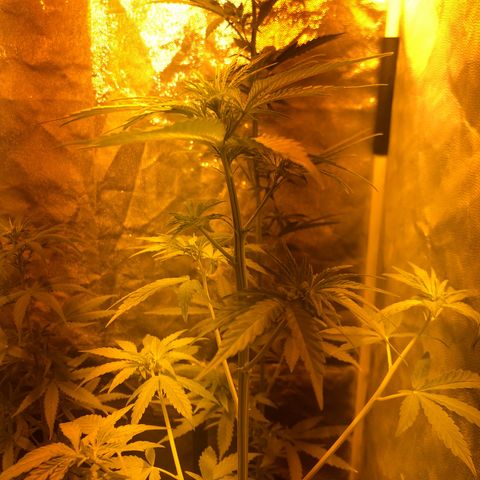 Critical Lemon CBD growlog timeline photo