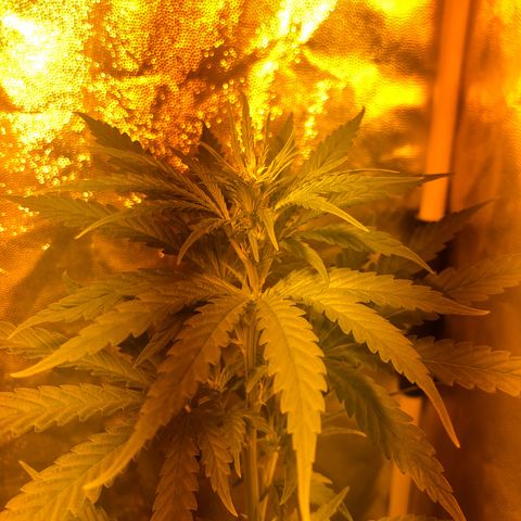 Critical Lemon CBD growlog timeline photo
