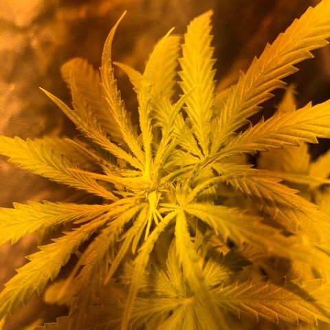 Critical Lemon CBD growlog timeline photo